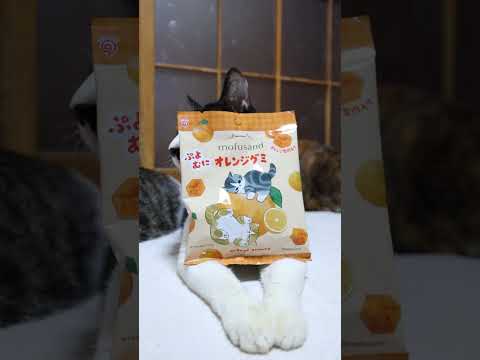 ぷよむにオレンジグミ ぷよむにオレンジグミ　260410　のせ猫　 cat　 cute　 猫のいる暮らし　 kitte… サムネイル