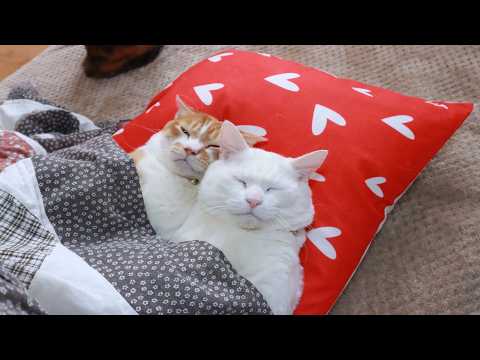 ハート枕のぼーとしらたま　260313 サムネイル