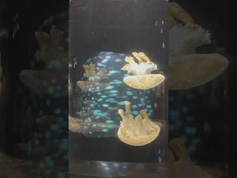 分身するタコクラゲ星人‼︎