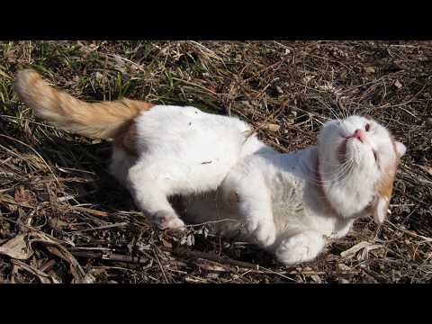 うずまきLIVE配信？　放置？　　2026年4月26日 サムネイル