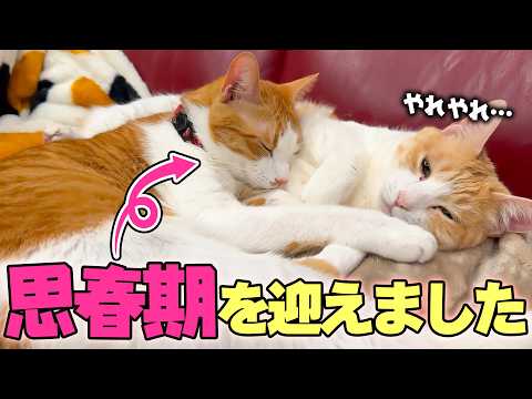 少しずつ大人になってきた猫が”思春期”を迎えました。 サムネイル