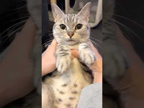 【溺愛】お留守番マンチカンが可愛すぎて、発狂するパパたちwww cat 猫 サムネイル