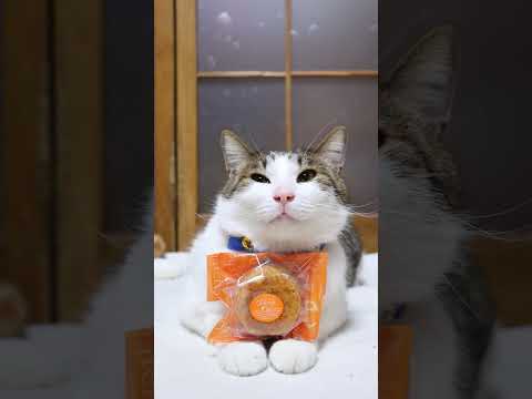 オレンジ　Orange　260423　のせ猫　 cat　 cute　 よすがいよ　 kitty　 kitten オレン… サムネイル