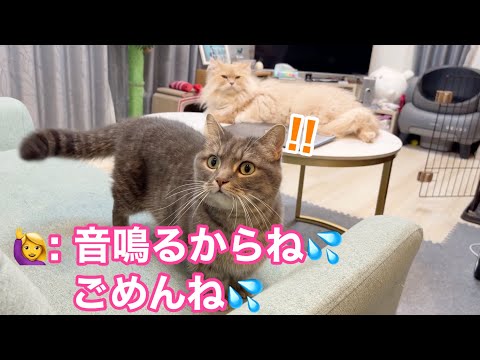 ミキサーをつけた瞬間、猫がこうなりました… サムネイル
