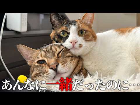 不仲疑惑のある2人の猫をなんとかして仲直りさせます。 サムネイル