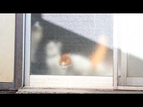 ころころちろちょび　260419 サムネイル