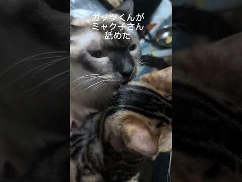 シャム猫ベンガル猫shorts funny cat猫bengarusiamese サムネイル
