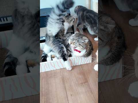 エビのけりぐるみで遊ぶ時のクセが強すぎる猫がコチラ🤣🤣🤣 猫 サムネイル