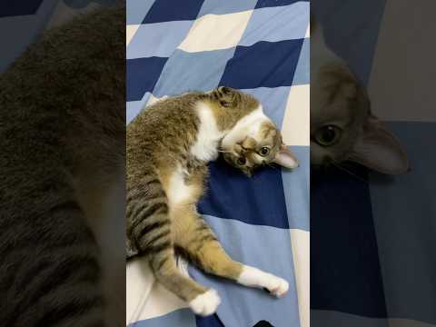 When you’re bored at home… サムネイル