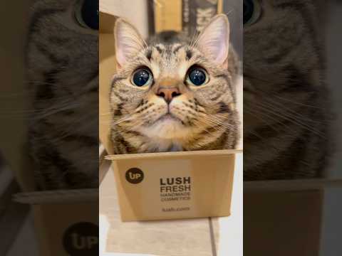 【かわいい】箱があったら入りたい!! cat 猫 サムネイル