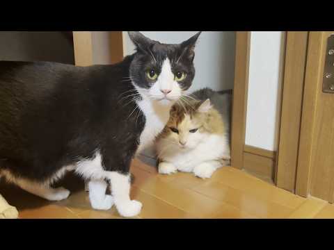 一緒のグループになるともれなくベロベロに舐められる猫ファミリー サムネイル