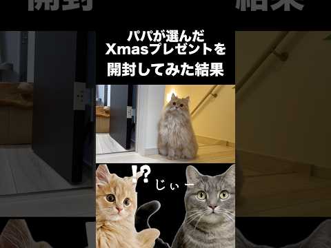 パパが選んだ猫たちへのプレゼント🎁猫たちの反応は？ shorts 猫 猫好きさんと繋がりたい サムネイル