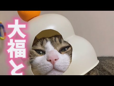 大きな福を配る猫 サムネイル