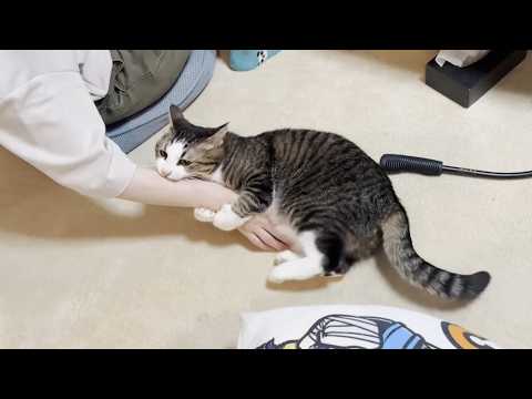 「さっきまであんなに上機嫌やったのに」急変して噛んでくる猫