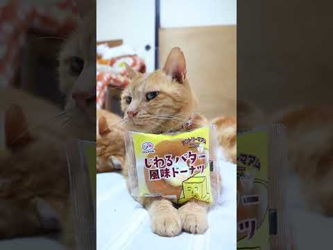 カントリーマアム じわるバター風味ドーナツ　260929　 cat のせ猫 cute　 ねこ　 猫のいる暮らし　 じわ…