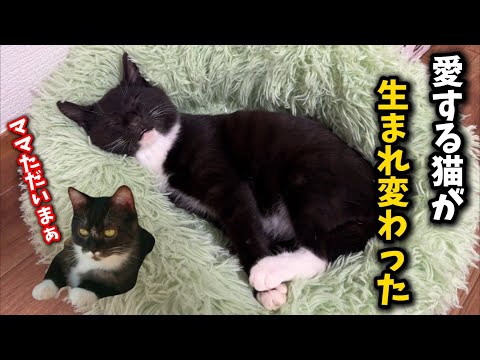 亡くなった猫の生まれ変わりが現れた…偶然？運命？