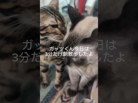 シャム猫ベンガル猫shorts funny cat猫ミャク子ガッツくん サムネイル
