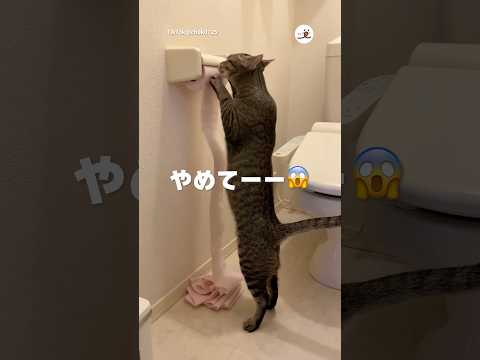 トイレットペーパーで遊ぶから対策した｜PECO サムネイル