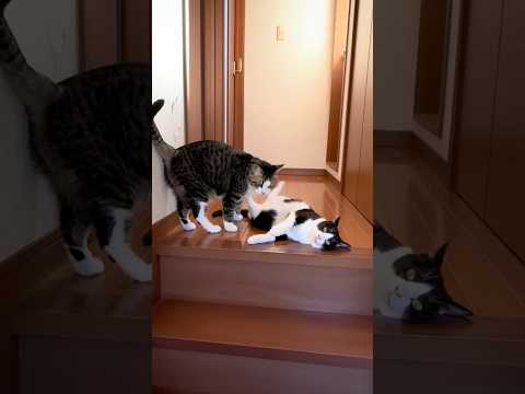 急に
