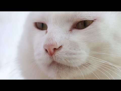 しらたまお顔　260106 サムネイル
