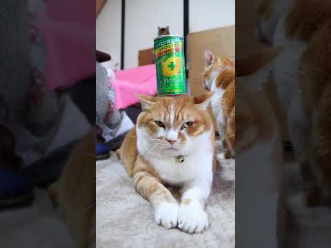 キレートレモン UP　260505　 cat のせ猫 cute　 茶白猫 猫のいる暮らし キレートレモン　 猫好　 キ… サムネイル