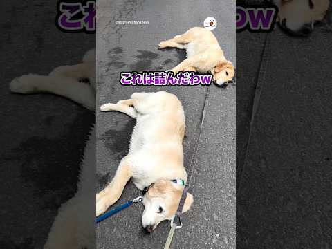 おうちに帰るまでが散歩なのに…w｜PECO