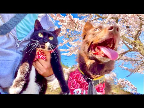 犬と猫とお花見したら予想外すぎた サムネイル