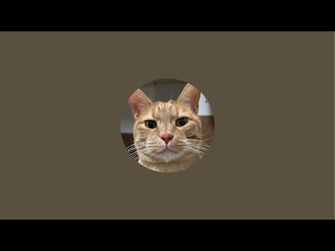 猫ですけどなにか？ がライブ配信中！（21時前まで） サムネイル