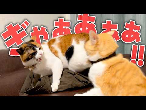 自分から殴りかかったのに返り討ちにあって泣いちゃう三毛猫がこちらです。 サムネイル
