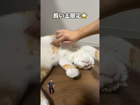 「猫の飼い主GENTEI☆スター」猫あるある|フルはApple Musicほか音楽アプリへ