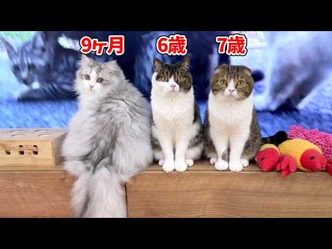 猫動画を見ていたらテレビ前に家中の猫が集まってヤバすぎた…汗 サムネイル