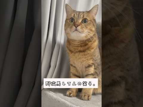 野良猫達の喧嘩を家の中でビビりながら静観する猫 サムネイル