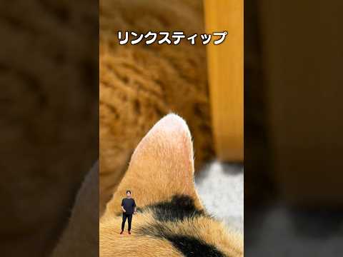 「リンクスティップ」猫あるある|フルはApple Musicほか音楽アプリへ サムネイル