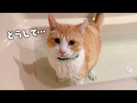 なんの罪もない猫をお風呂にぶち込みます。