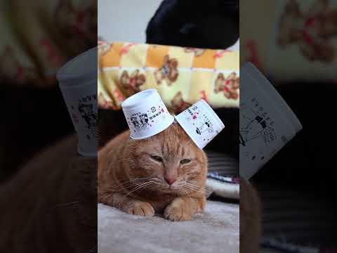 みみ花巻納豆カップ　260406　のせ猫　 cat　 猫のいる暮らし　 cute　 ねこ　 kitty  ネコ　 cu… サムネイル