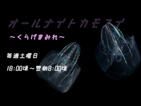 オールナイトカモスイ　～くらげまみれ～ 233　カブトクラゲ サムネイル