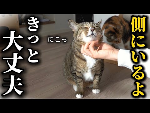 手術することになった飼い主を朝から笑顔で癒してくれる元ボス猫 サムネイル