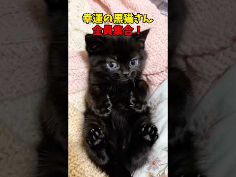 黒猫天国だ❤️ 猫 cat cats cute