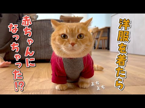 寒がりの短足猫に服を着せたらよちよち歩きし始めて可愛すぎました！ サムネイル