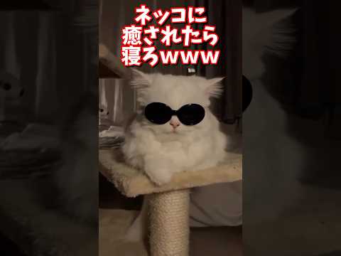 ネッコの動画で癒されたら寝ろｗｗｗ　2ch  動物  猫 癒やし ねこ動画 サムネイル