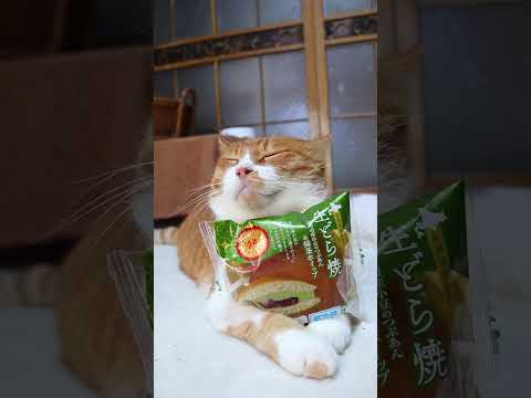 生どら焼 北海道産小豆のつぶあん&抹茶ホイップ 260921 cat のせ猫 cute ねこ 猫のいる暮らし…