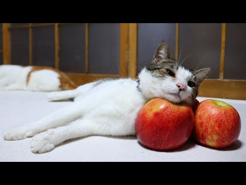 ジョナゴールドりんご枕ねこ　260121 サムネイル