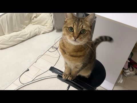 ごはんの時間になると律儀に着席して待機する猫が面白すぎる（笑） サムネイル
