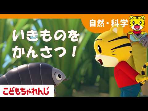いきものをかんさつしてみよう!|好奇心|【しまじろうチャンネル公式】|4歳・5歳向け〈すてっぷ〉
