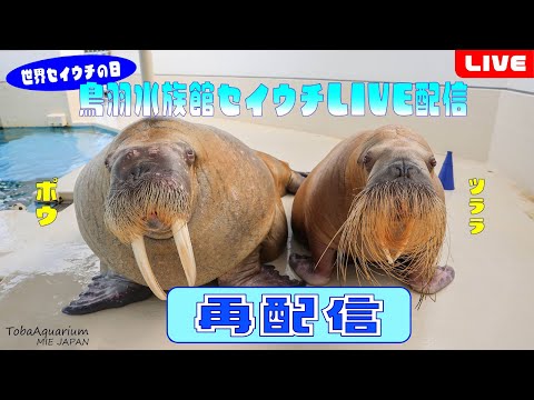 最新！世界セイウチの日にYouTubeライブ特集