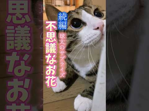 彼女がくれた不思議な花束には続きがありましたcats shorts 球太 サムネイル