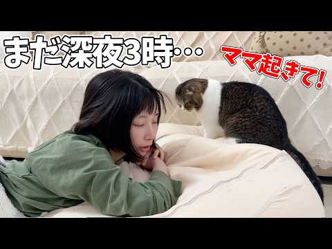 猫と住むと休日でも深夜3時に叩き起こされます… サムネイル