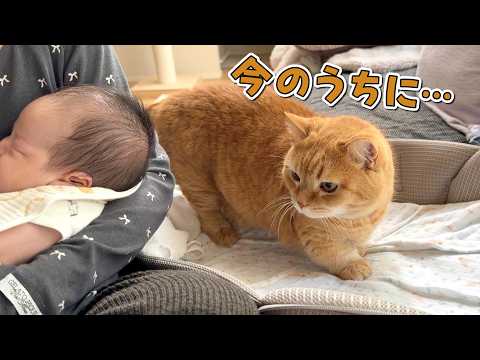 赤ちゃんがいない隙にベッドを横取りしちゃう猫が可愛すぎる！ サムネイル