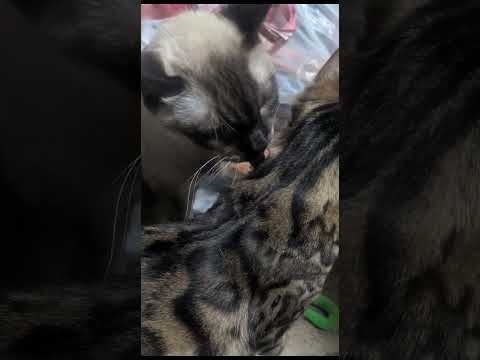 シャム猫ベンガル猫shorts funny catkitten ミャク子ガッツ サムネイル