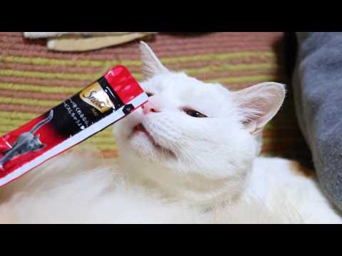 しらたまにシーバ とろ～り　260414